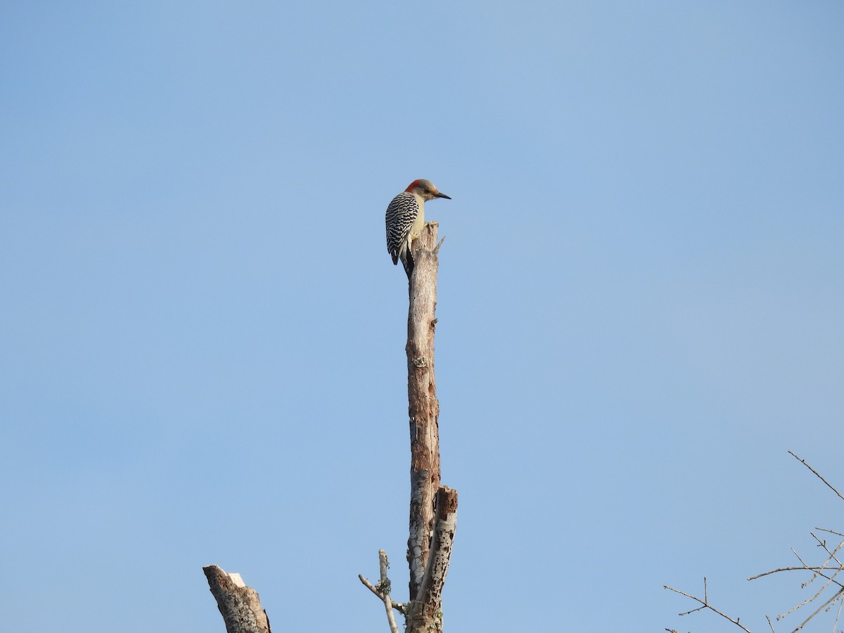 Red-bellied Woodpecker - ML645727840
