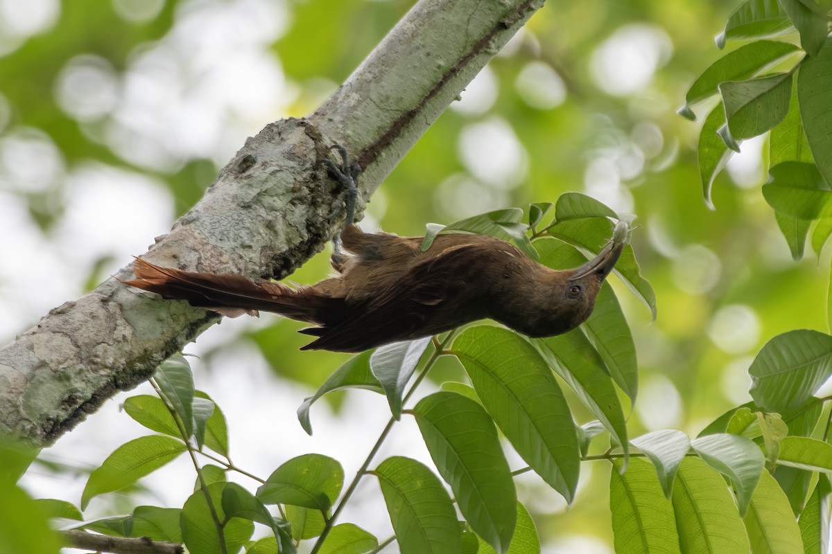 Trepatroncos Gorjicanelo - ML645727843