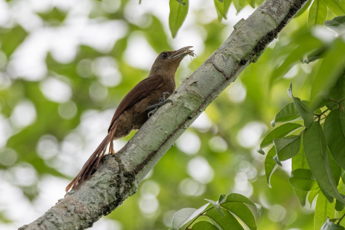 Trepatroncos Gorjicanelo - ML645727844