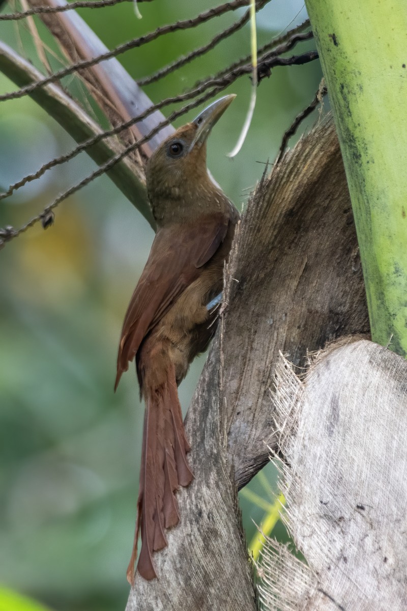 Trepatroncos Gorjicanelo - ML645727845