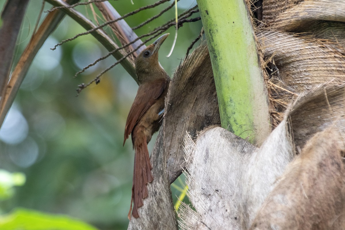 Trepatroncos Gorjicanelo - ML645727846