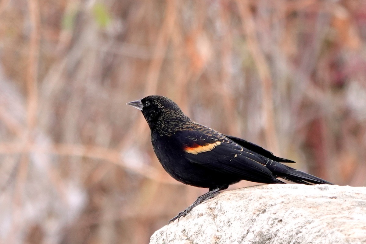 Red-winged Blackbird - ML645727873