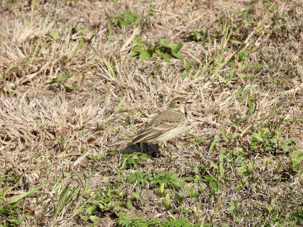 American Pipit - ML645727887