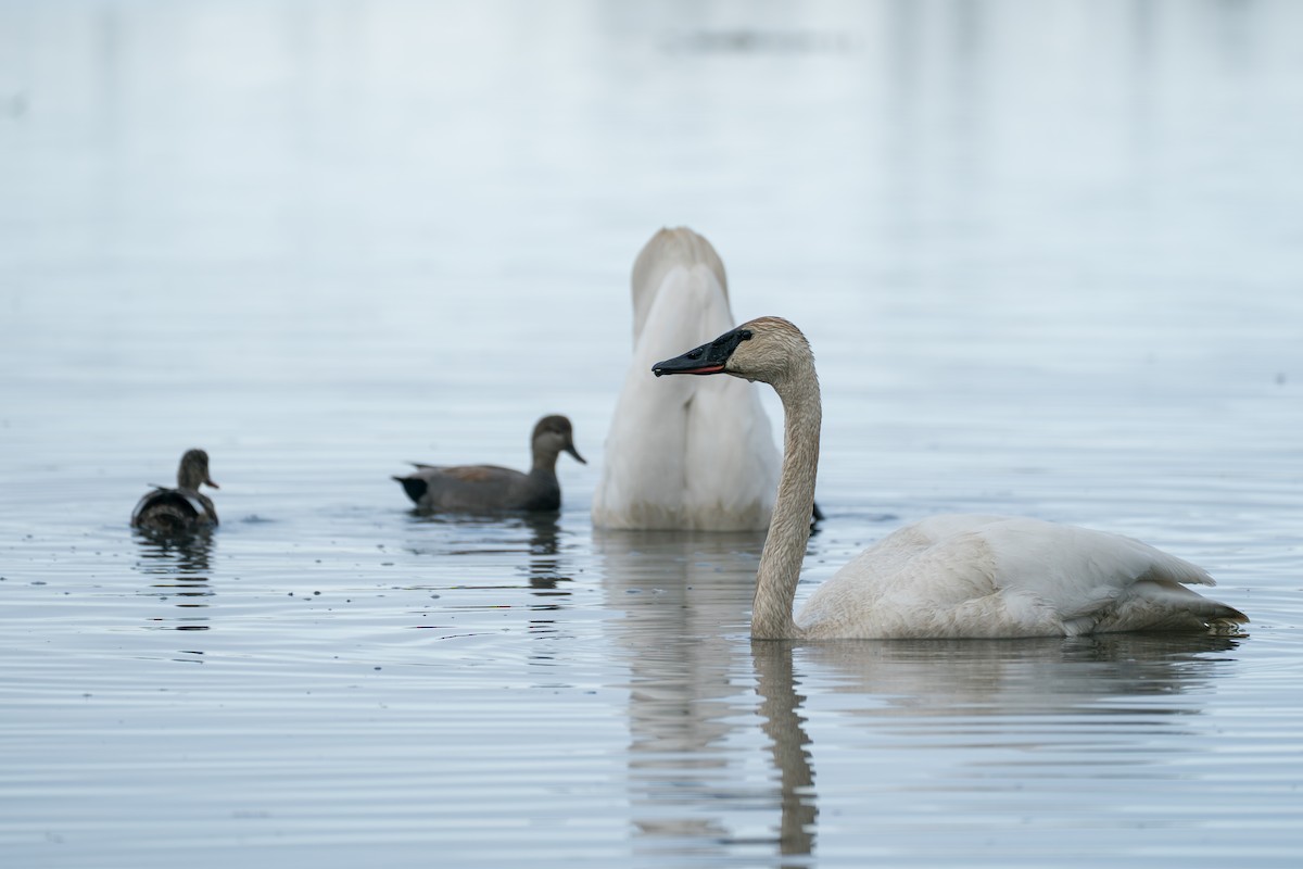 Trumpeter Swan - ML645727889