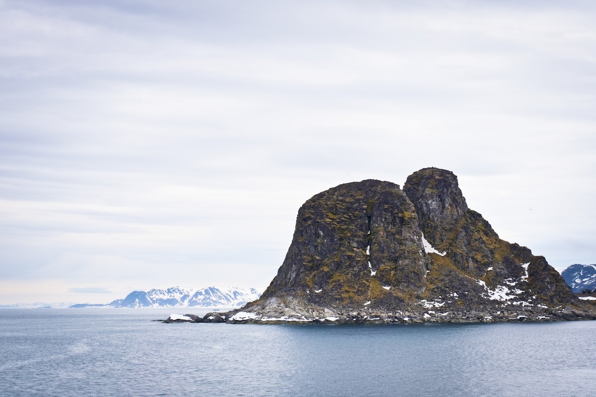 Толстоклювая кайра - ML645727890