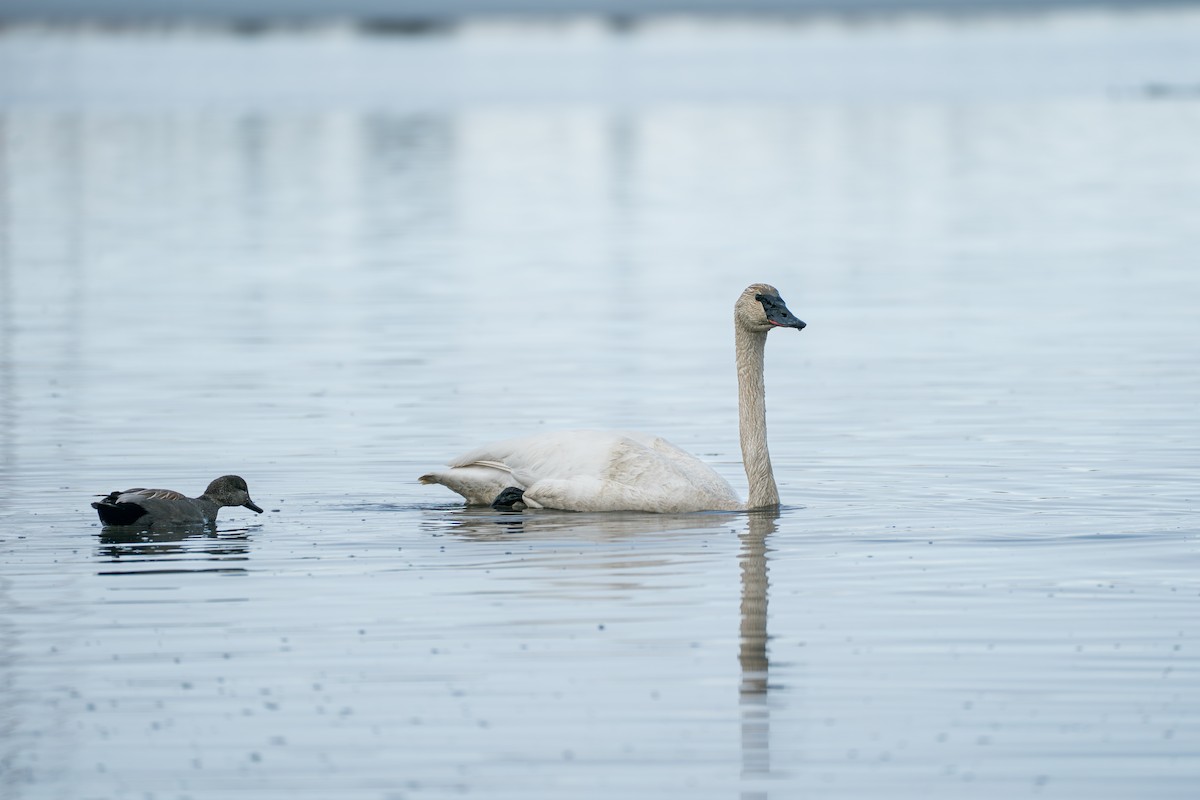 Trumpeter Swan - ML645727891