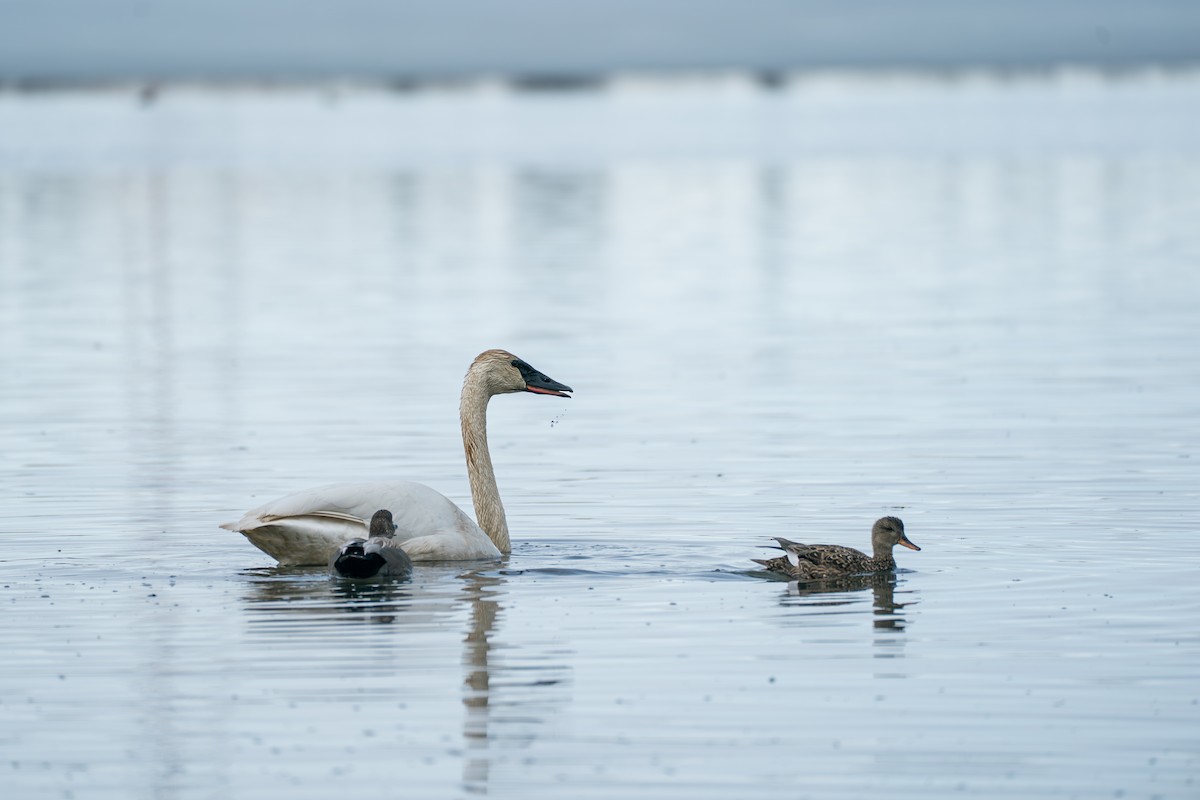 Trumpeter Swan - ML645727892
