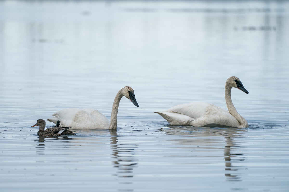 Trumpeter Swan - ML645727893