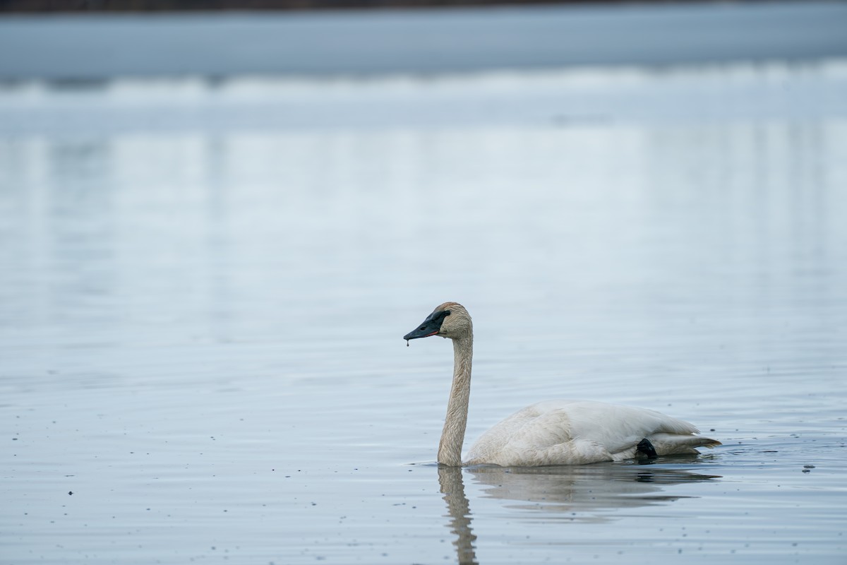 Trumpeter Swan - ML645727894