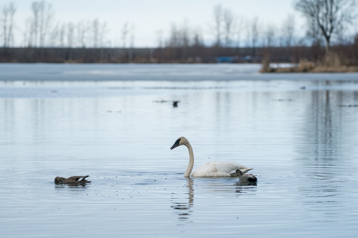 Trumpeter Swan - ML645727895