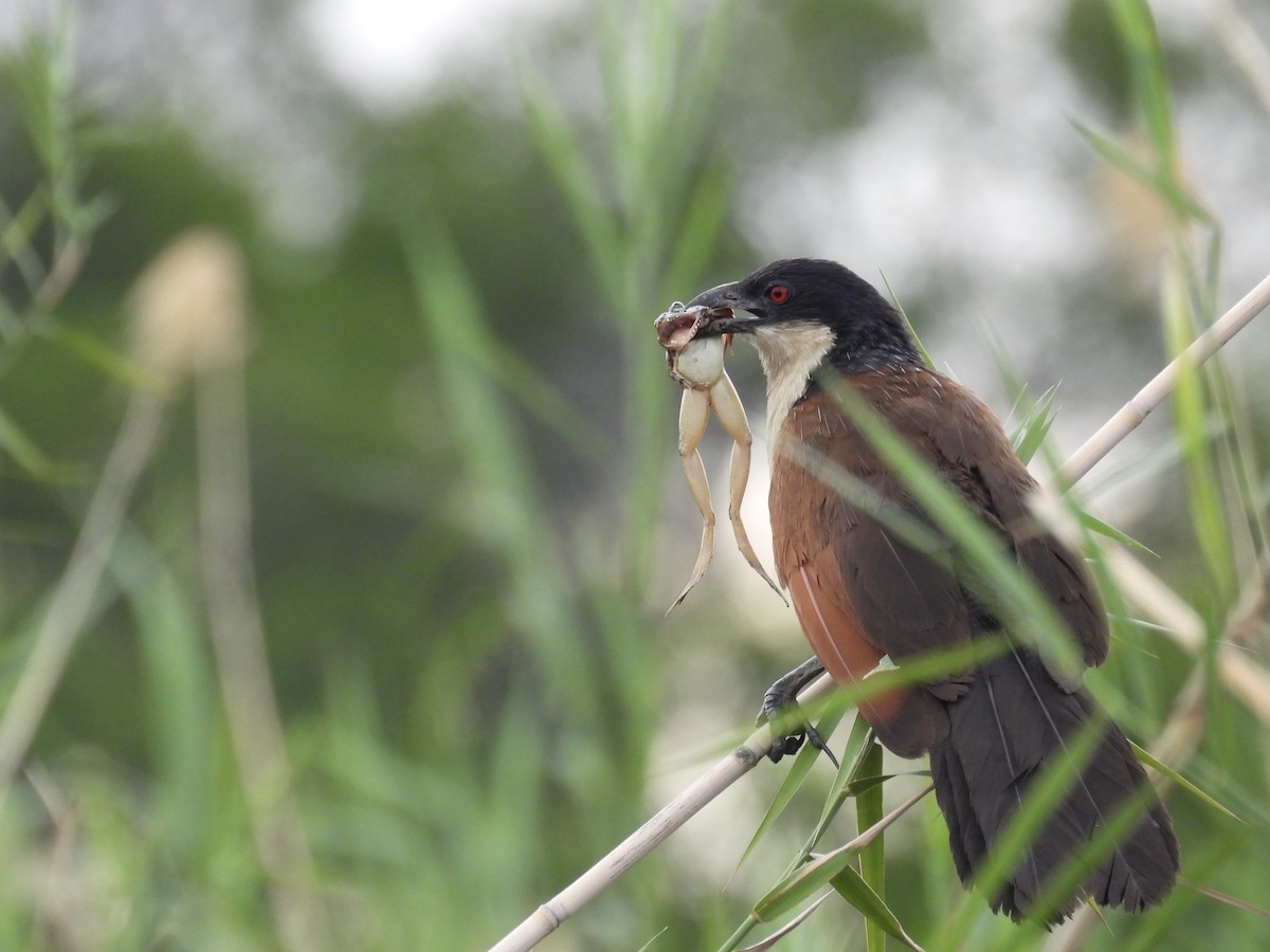 Cucal Colicobrizo - ML645727898