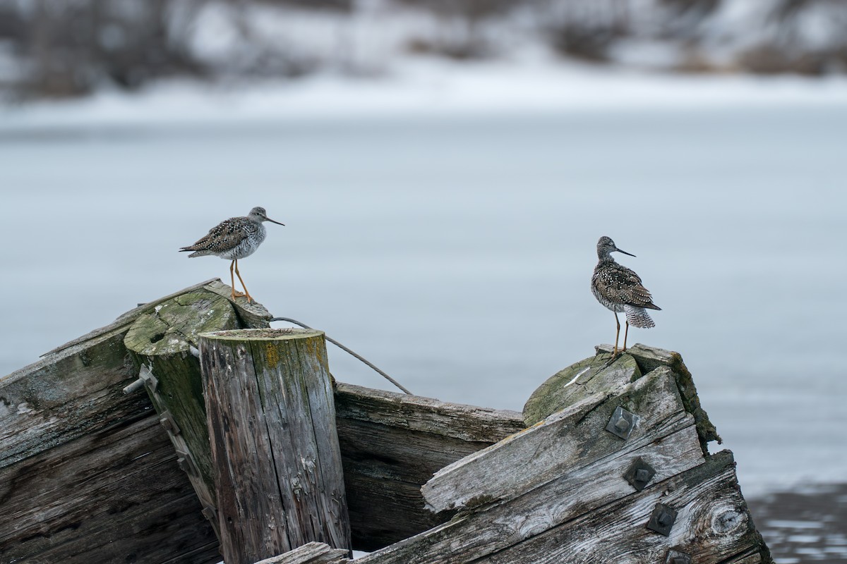 Greater Yellowlegs - ML645727900