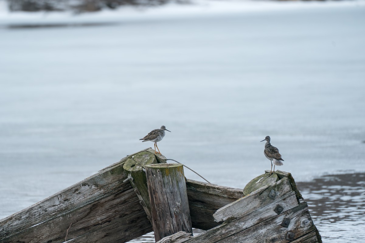 Greater Yellowlegs - ML645727901