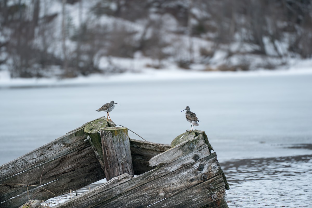 Greater Yellowlegs - ML645727902