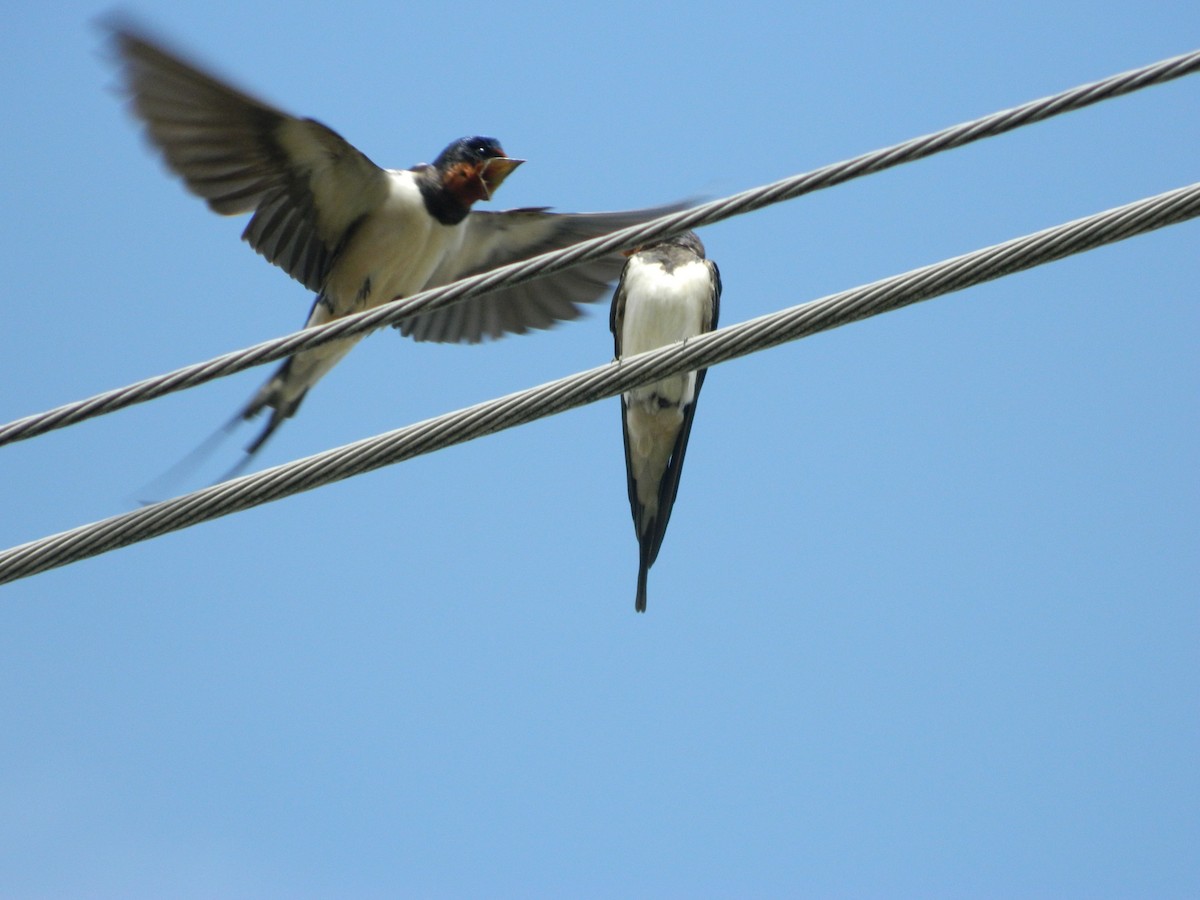 vlaštovka obecná - ML645727906