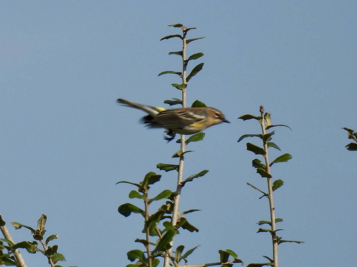 Yellow-rumped Warbler (Myrtle) - ML645727908