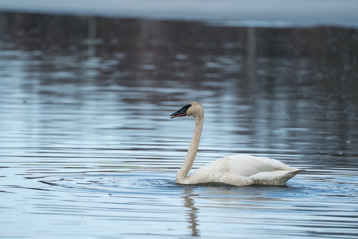 Trumpeter Swan - ML645727911
