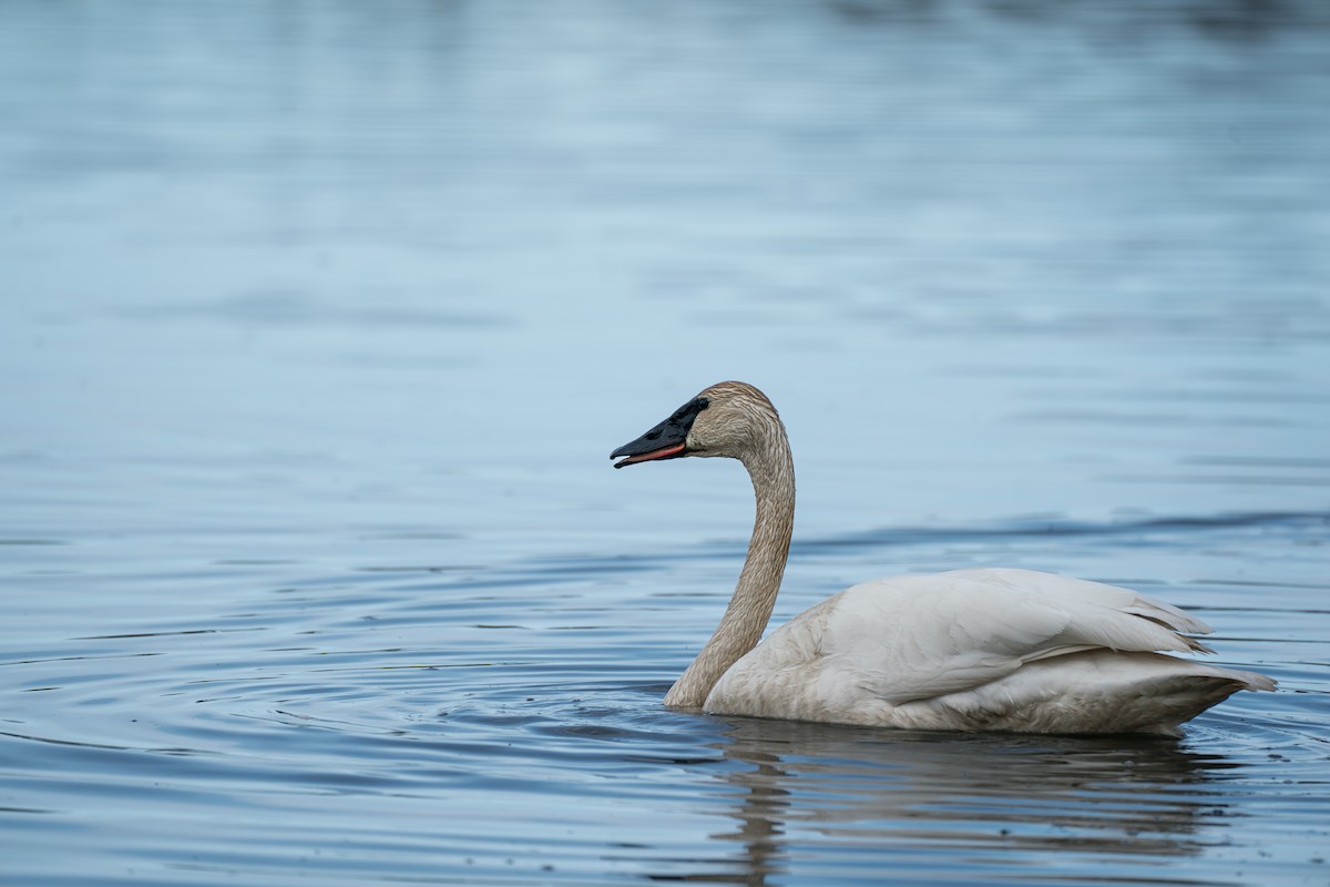 Trumpeter Swan - ML645727912