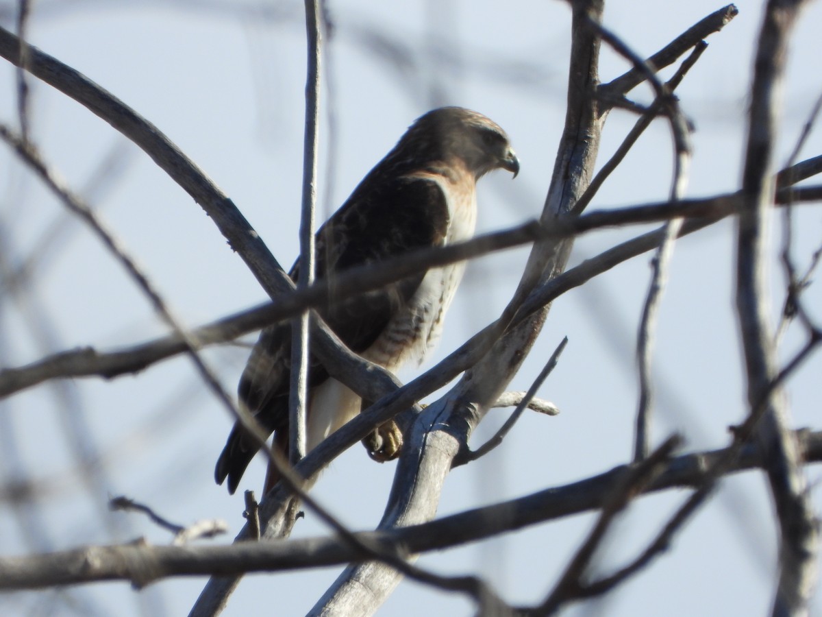 Red-tailed Hawk - ML645727913