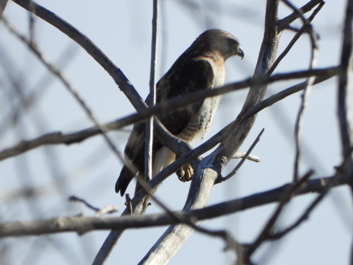 Red-tailed Hawk - ML645727923