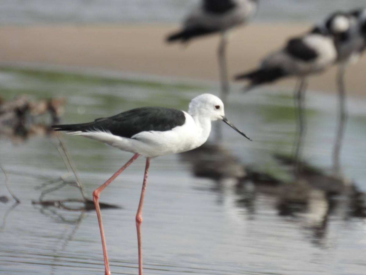 Stelzenläufer - ML645727924