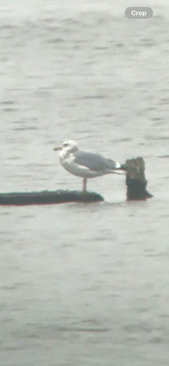 Larus sp. - ML645727927