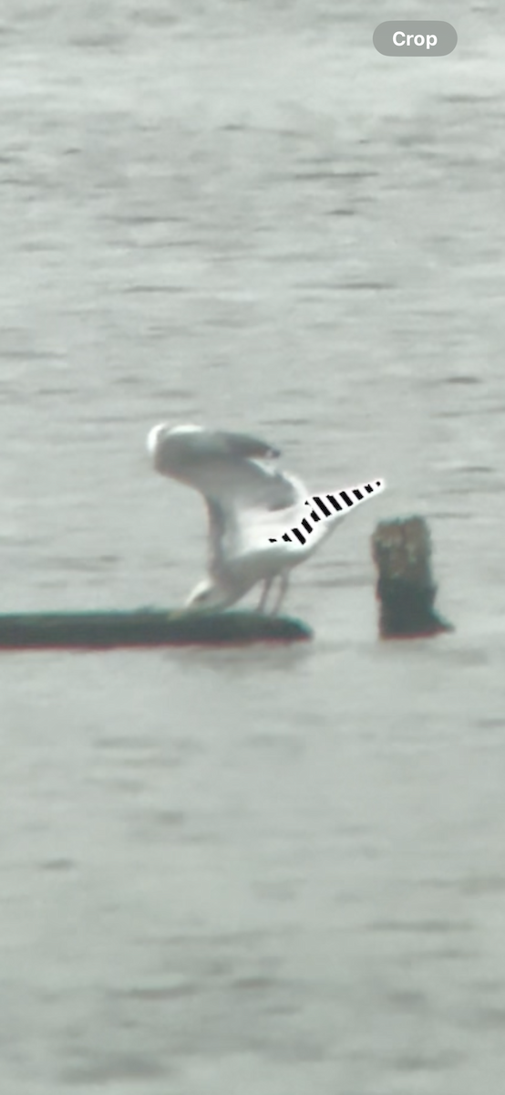 Larus sp. - ML645727928