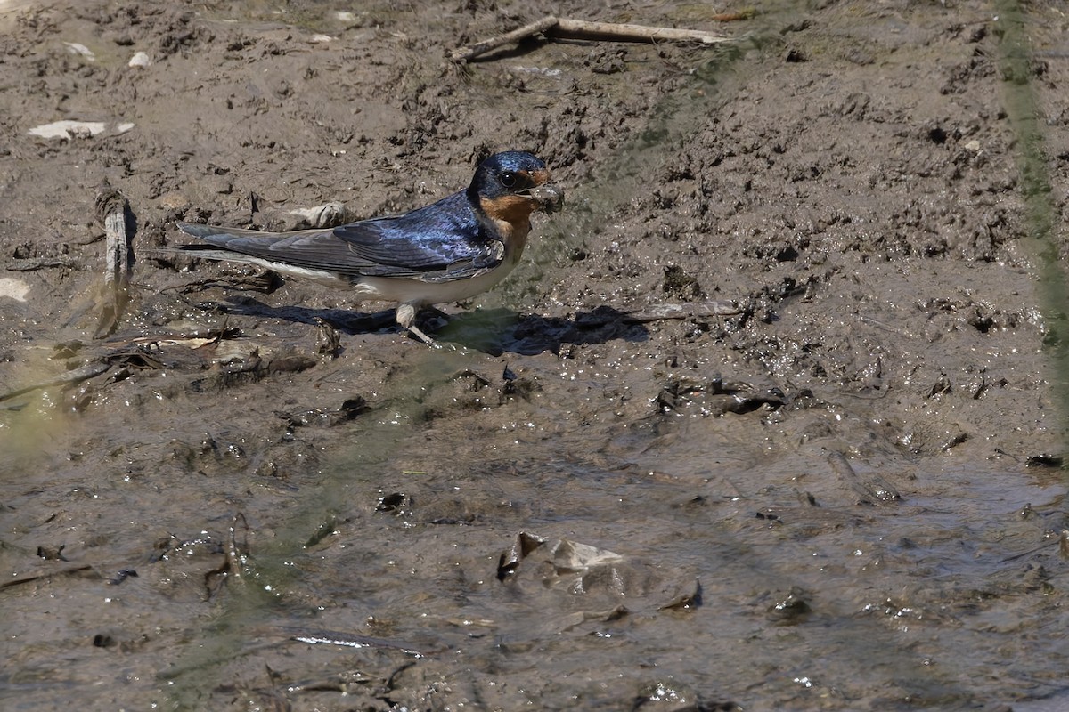 vlaštovka obecná - ML645727933