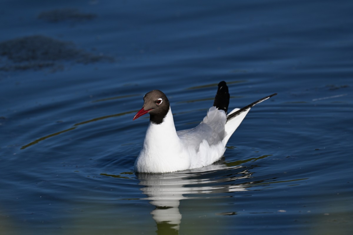 Black-headed Gull - ML645727936