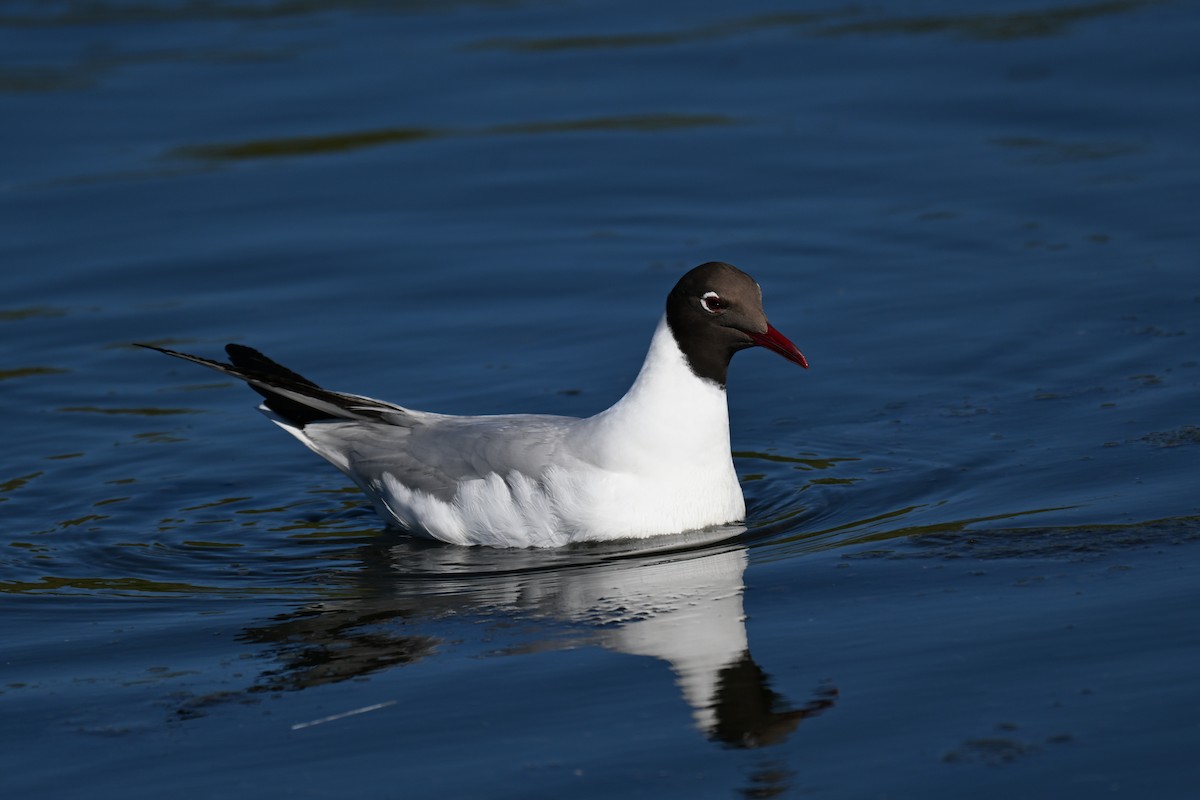 Black-headed Gull - ML645727937