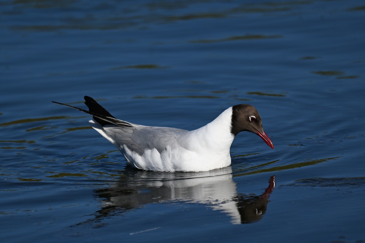 Black-headed Gull - ML645727938