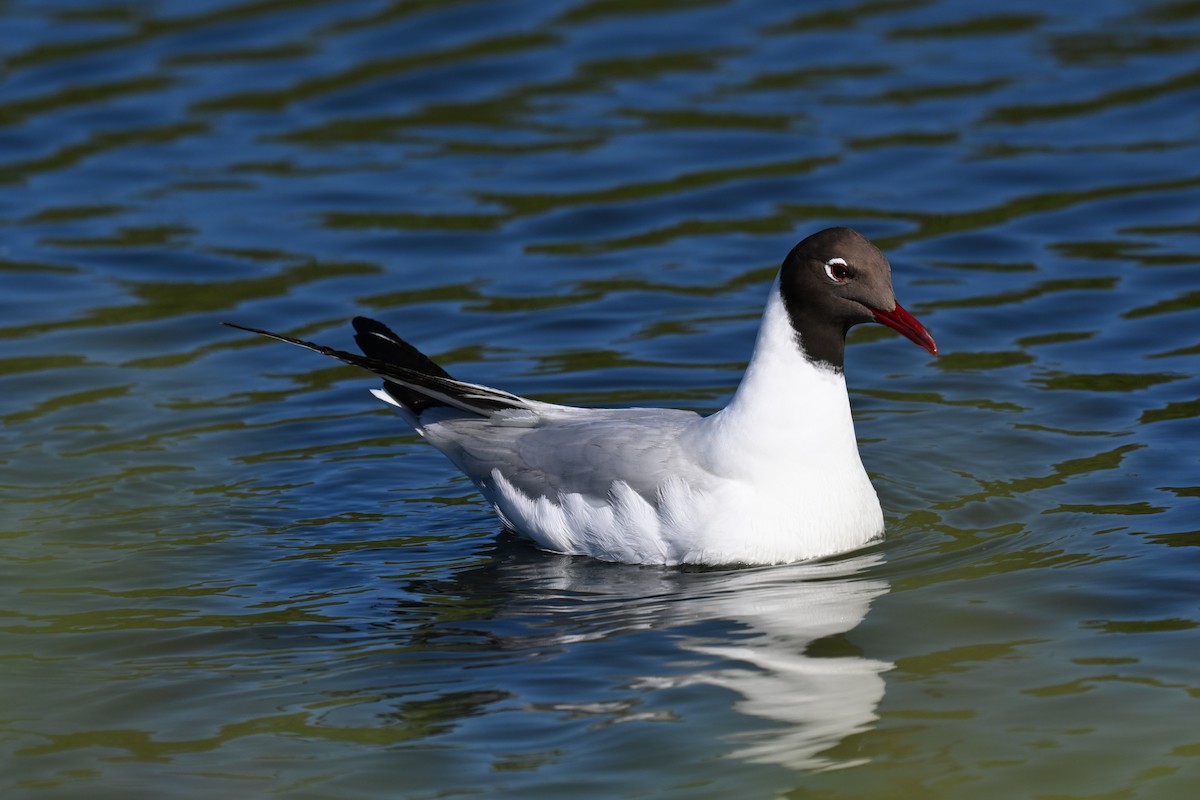 Black-headed Gull - ML645727939