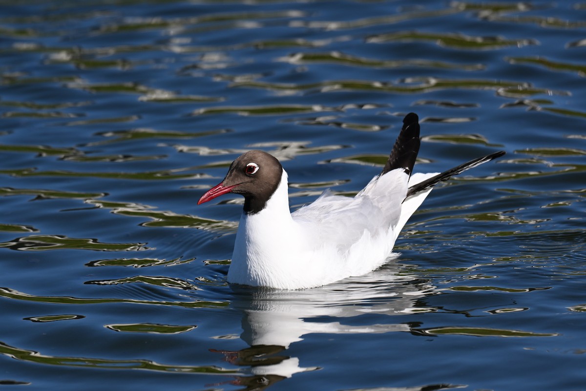 Black-headed Gull - ML645727940