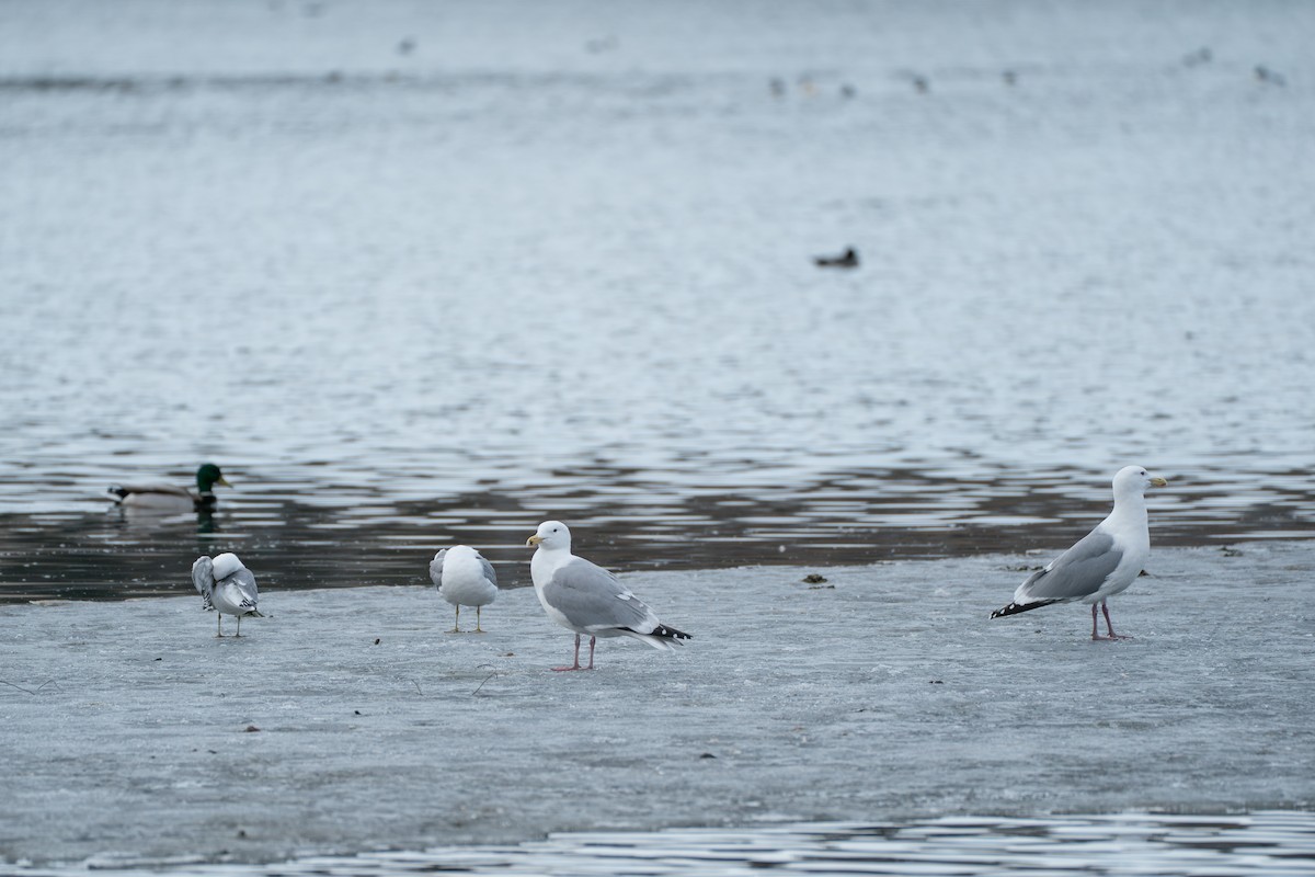 American Herring x Glaucous-winged Gull (hybrid) - ML645727942