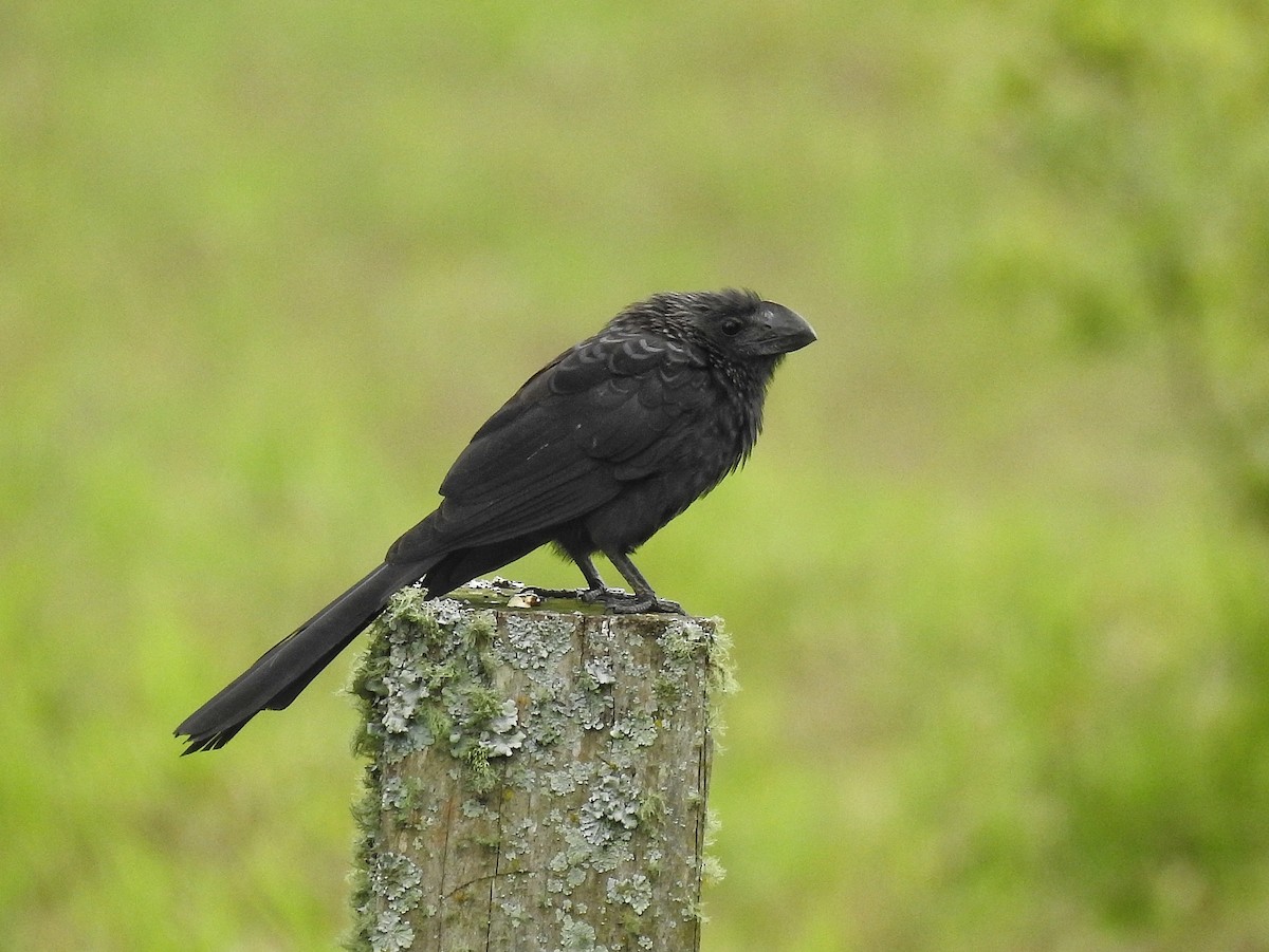Ані товстодзьобий - ML645727953