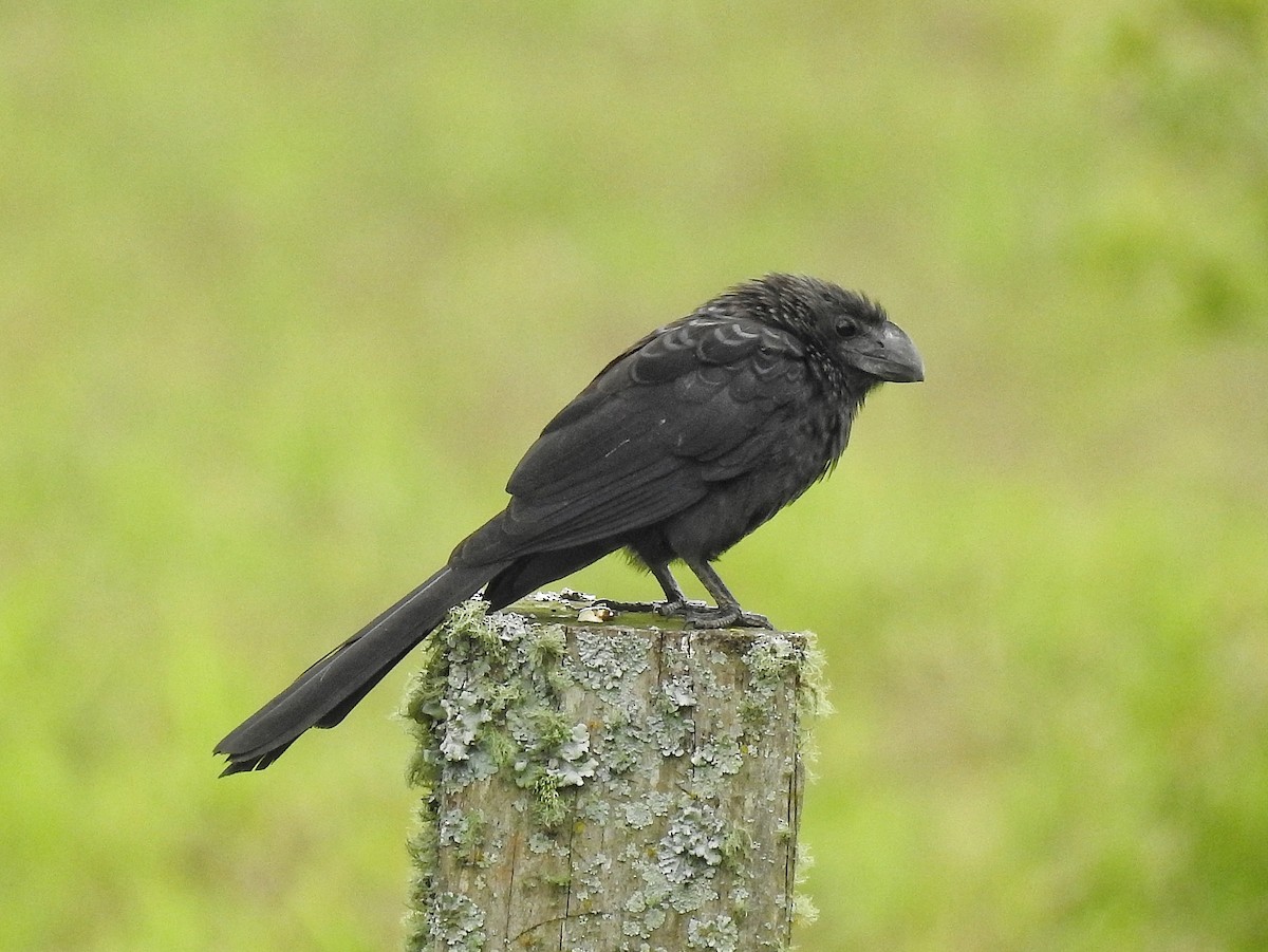 Ані товстодзьобий - ML645727954
