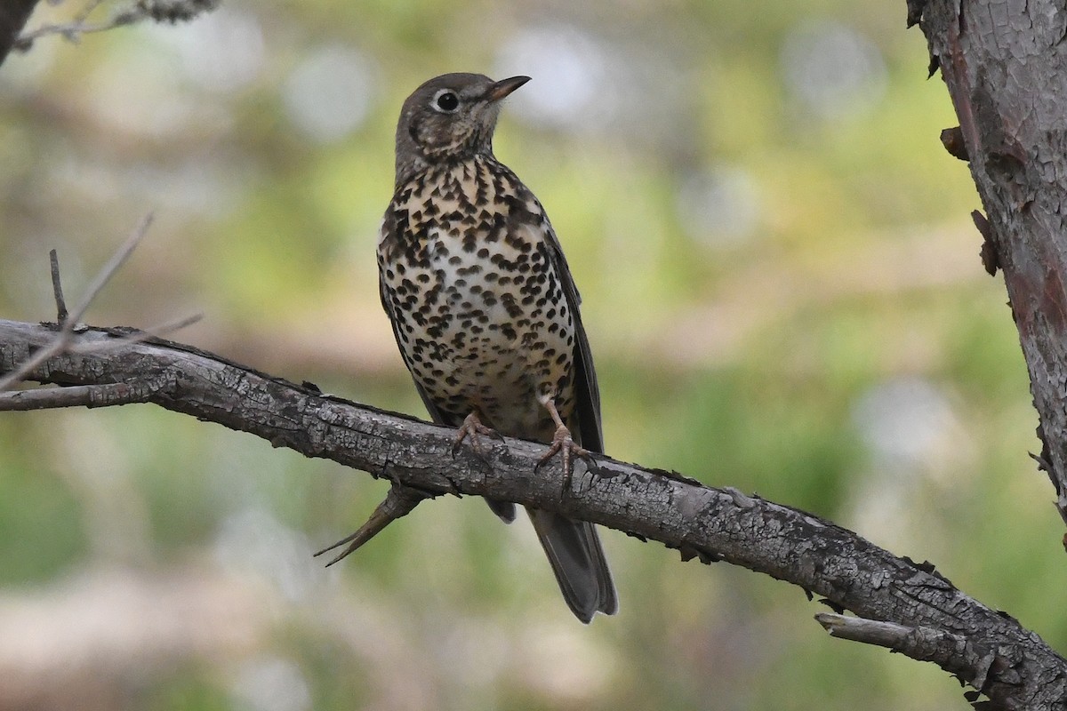 槲鶇 - ML645727956