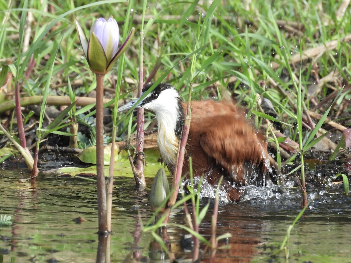 Blaustirn-Blatthühnchen - ML645727958