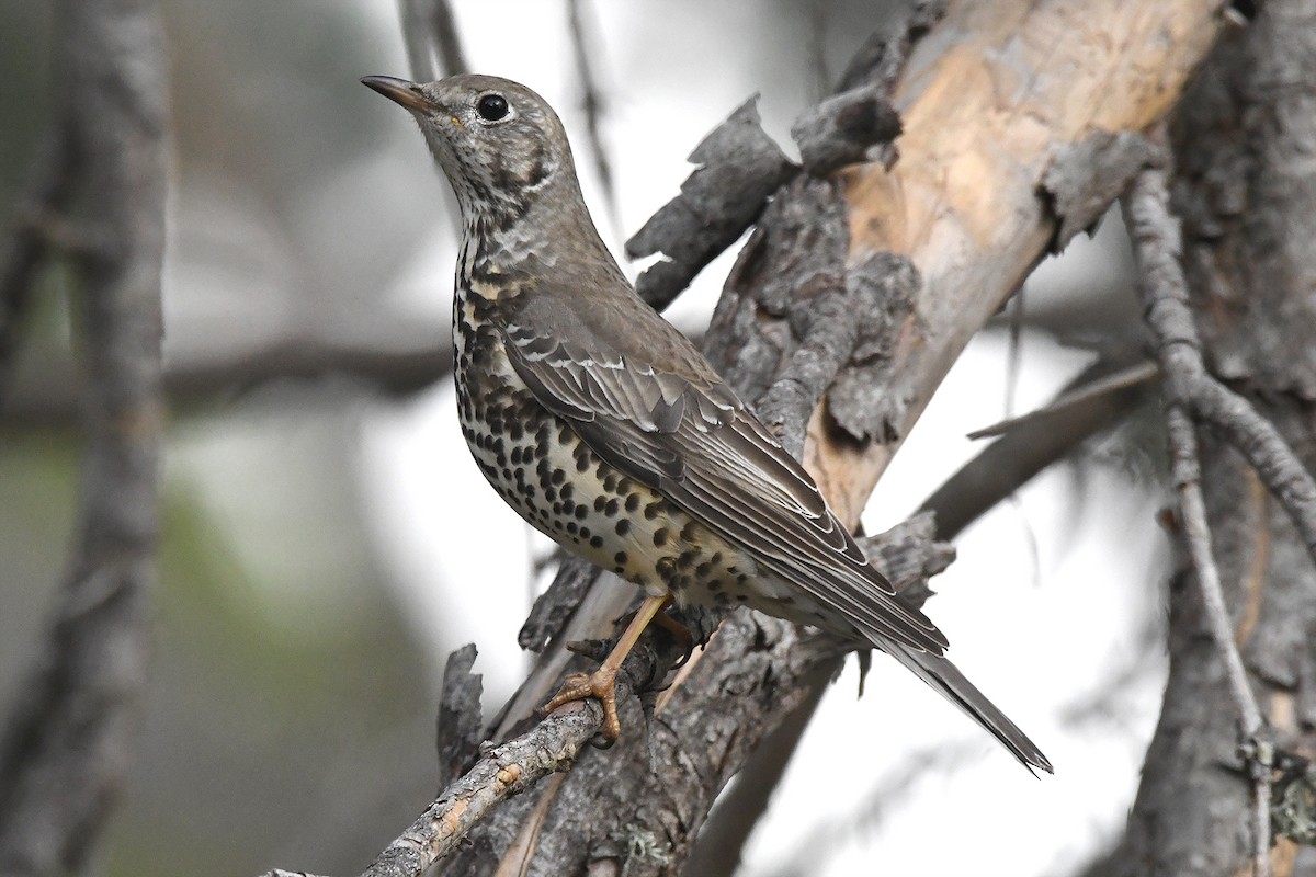 槲鶇 - ML645727962