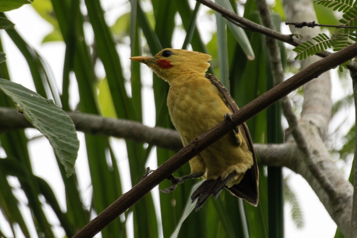 Cream-colored Woodpecker - ML645727969