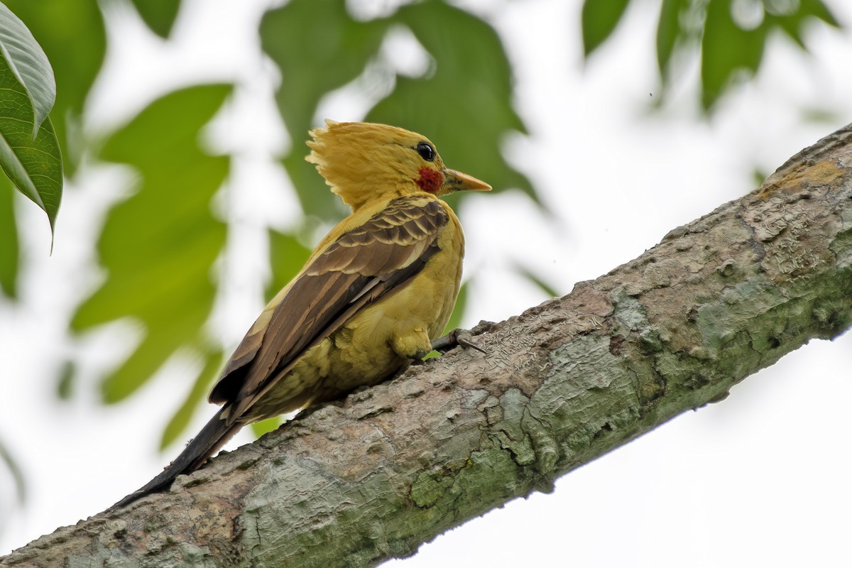Cream-colored Woodpecker - ML645727970
