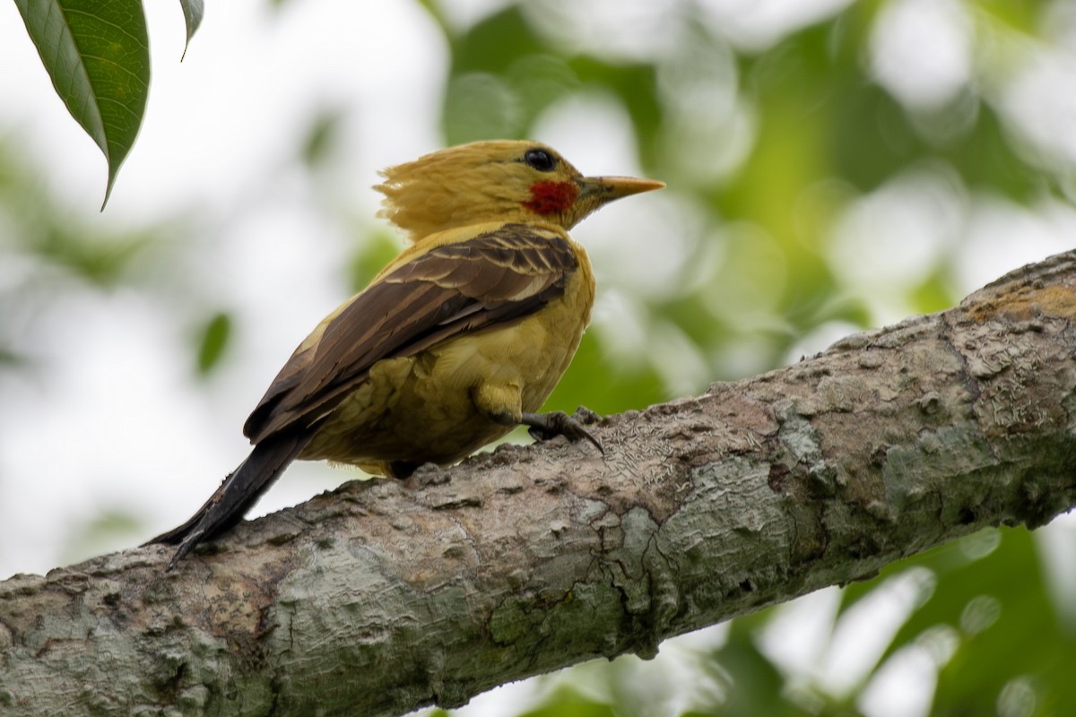 Cream-colored Woodpecker - ML645727971