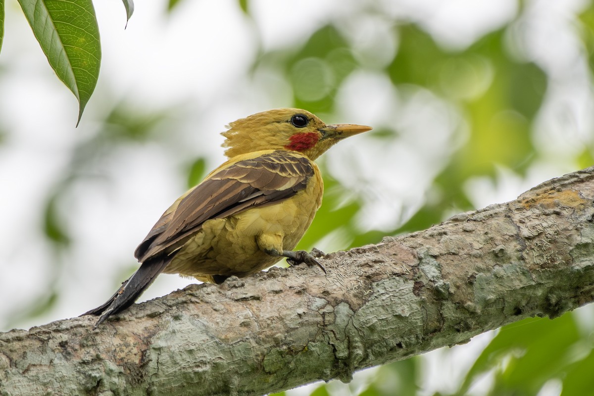 Cream-colored Woodpecker - ML645727972