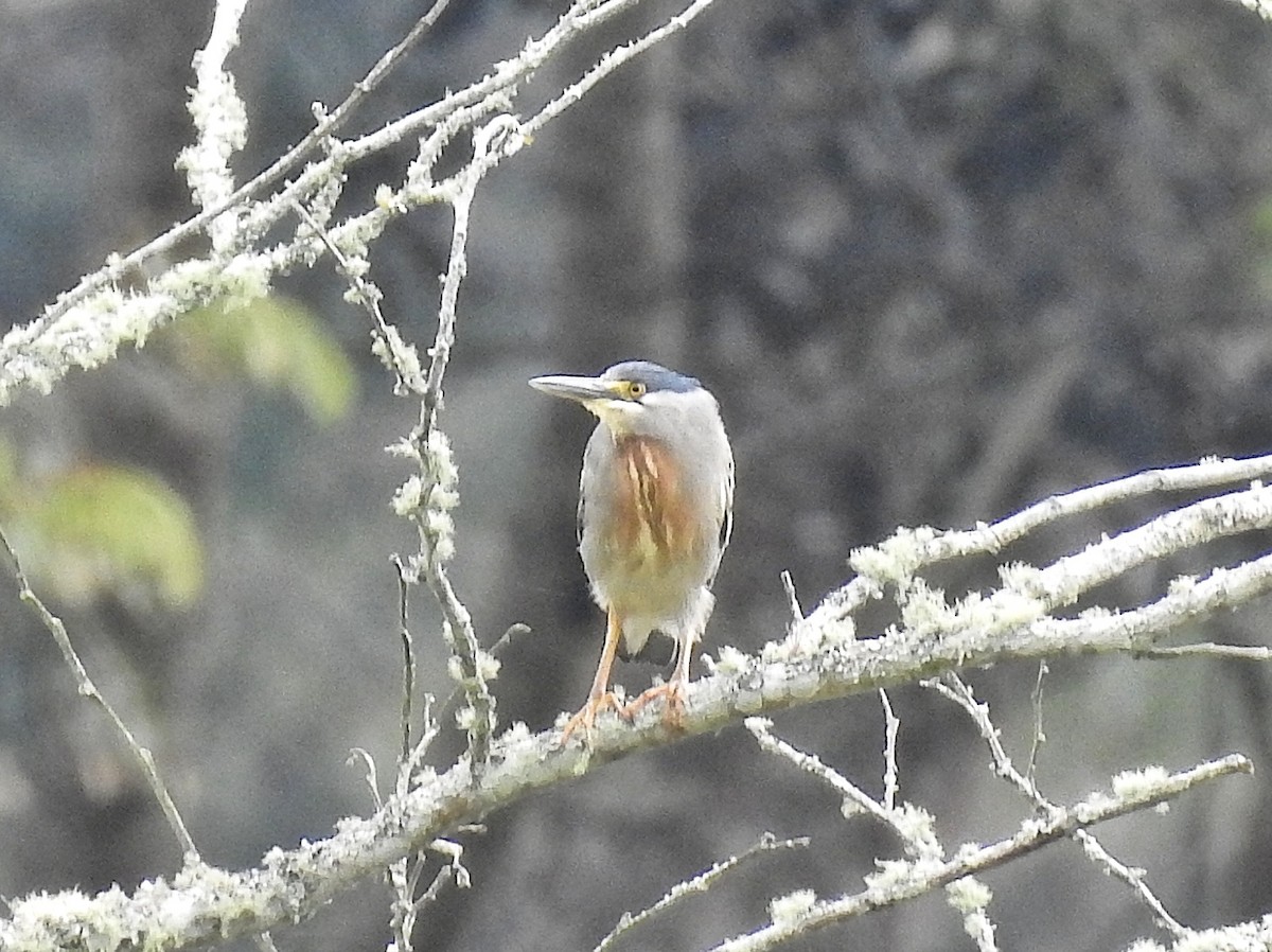 Striated Heron - ML645727973