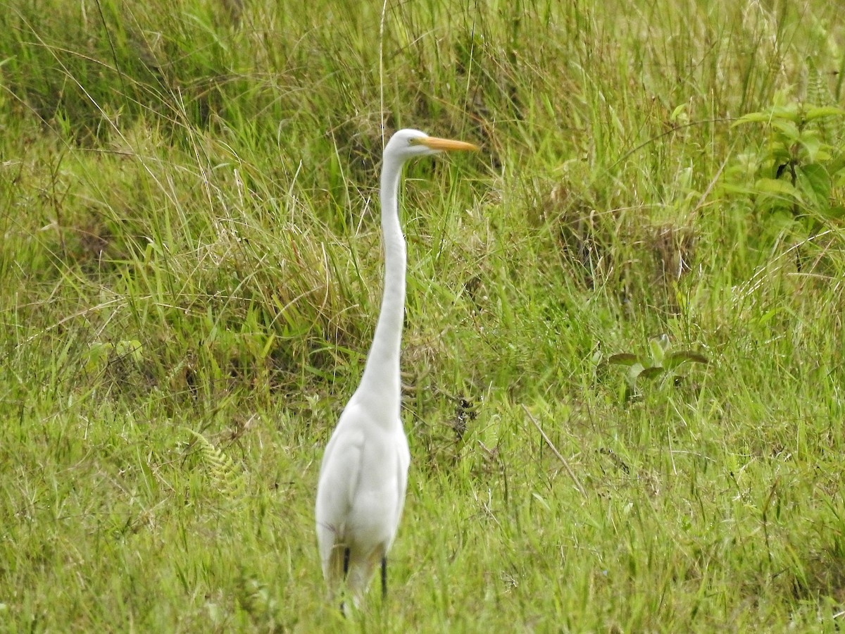 Airone bianco maggiore - ML645727996