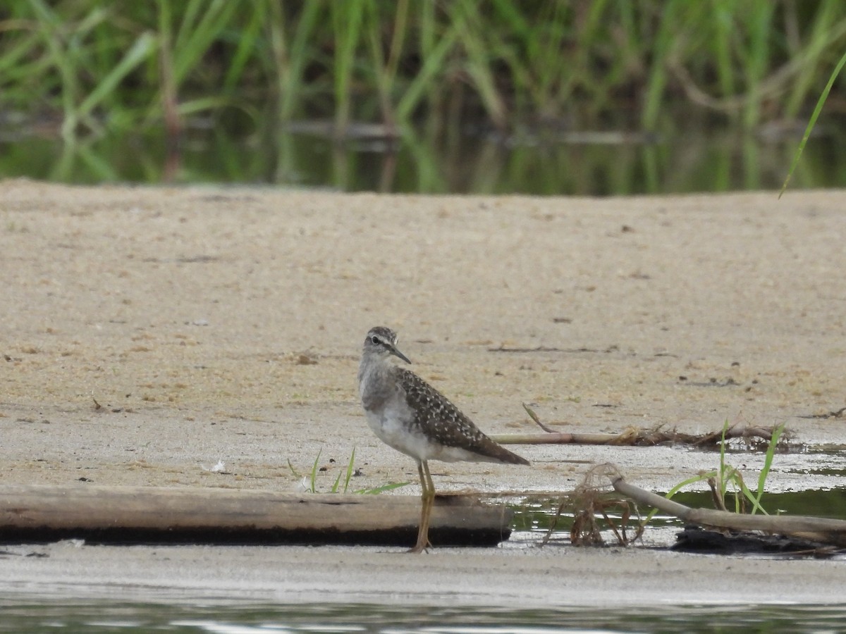 vodouš bahenní - ML645727999