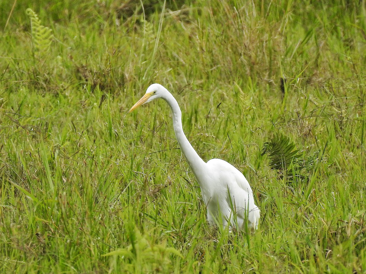 Airone bianco maggiore - ML645728026