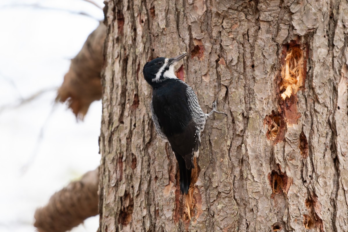 Kara Sırtlı Ağaçkakan - ML645728054