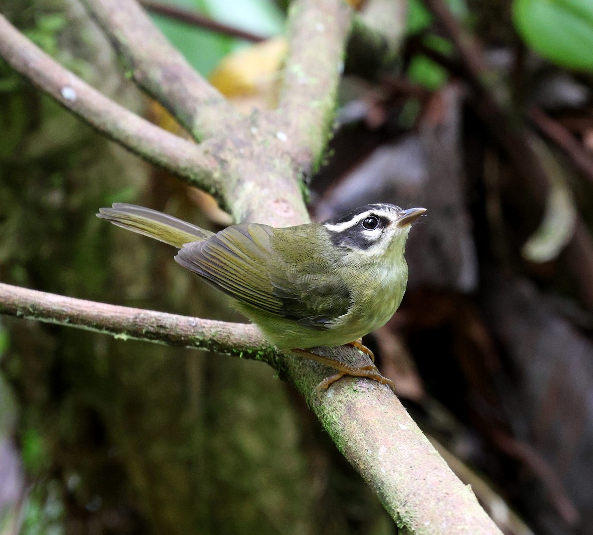 Three-striped Warbler - ML645728059