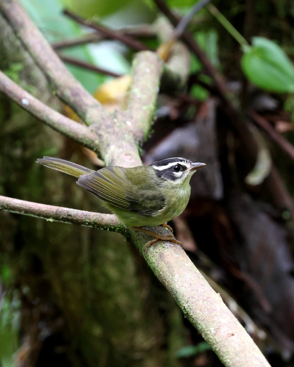 Three-striped Warbler - ML645728060